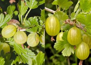 Ribes uva-crispa Pallagi Óriás / Egres Köszméte Pallagi Óriás