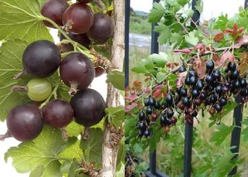 Ribes x nidigrolaria / Josta