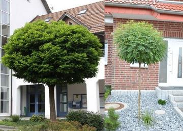 Robinia pseudoacacia Umbraculifera / Gömbakác
