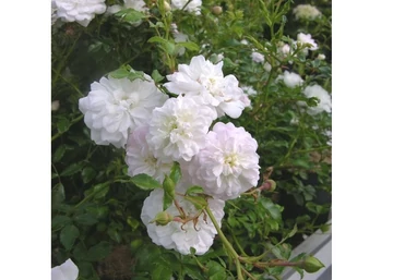 Rosa The Fairy white / Törpe ágyásrózsa