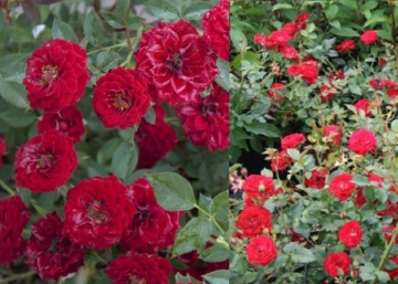 Rosa Dark Red / Törpe ágyásrózsa