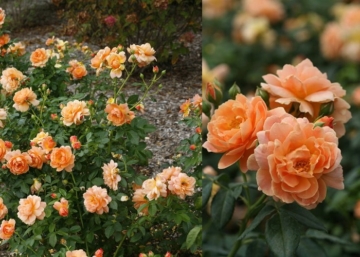 Rosa Orange Imp / Törpe ágyásrózsa