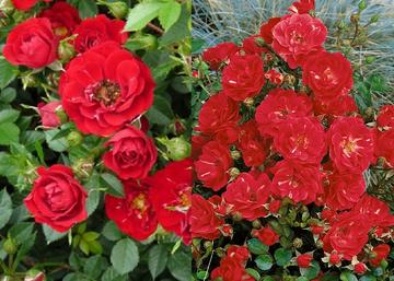 Rosa The Fairy Cherry Red / Törpe ágyásrózsa