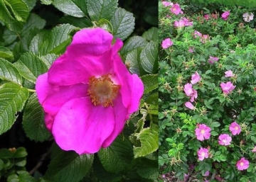 Rosa rugosa Rubra / Japán rózsa