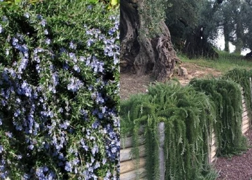 Rosmarinus officinalis repens / Kúszó rozmaring