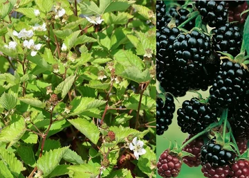 Rubus fruticosus Dirksen / Dirksen tüskétlen fekete szeder