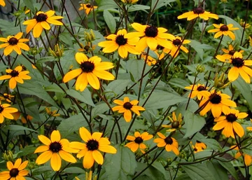 Rudbeckia Triloba / Kisfészkű Kúpvirág