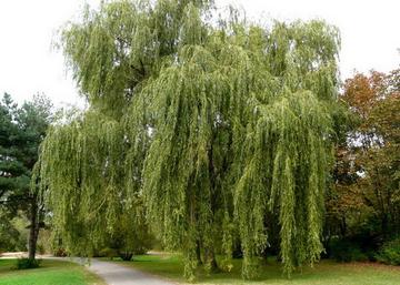 Salix alba Tristis / Szomorúfűz