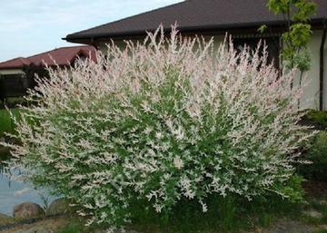 Salix integra Hakuro Nishiki / Tarkalevelű Japán Fűz