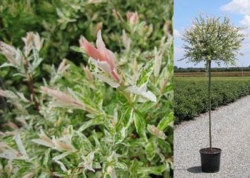 Salix integra Hakuro Nishiki / Tarkalevelű Japán Fűz