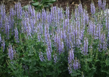 Salvia nemorosa Midnight Purple / Ligeti zsálya lila virágú
