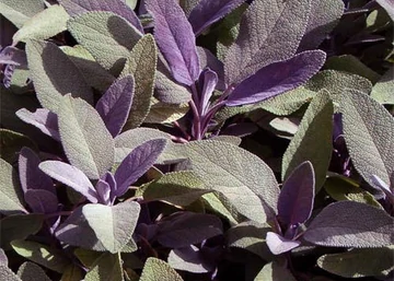 Salvia officinalis Purpurascens / Bordó levelű orvosi zsálya