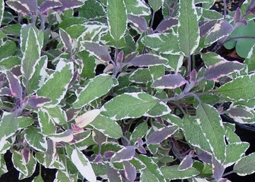 Salvia officinalis Tricolor / Tarkalevelű orvosi zsálya