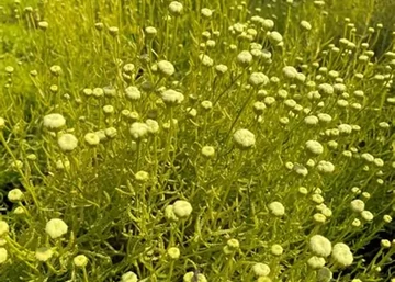 Santolina Viridis Lemon Fizz / Sárga lombú cipruska