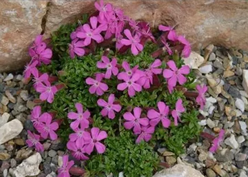 Saponaria Bressingham Pink / Gyepes szappanfű