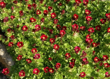 Saxifraga arendsii Red / Kőtörőfű piros