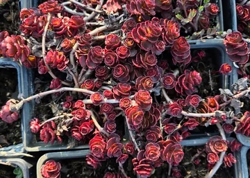 Sedum Spurium Mahogany Red / Varjúháj