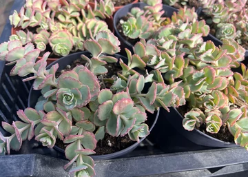 Sedum sunsparkler Lime Zinger / Varjúháj