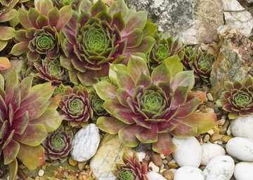 Sempervivum Tectorum / Kövirózsa