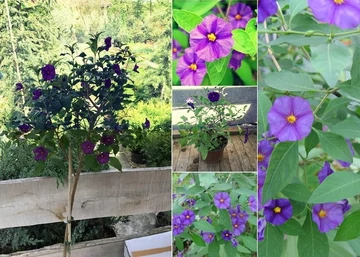 Solanum rantonetii / Encián - Enciánfa