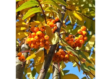 Sorbus arnoldiana golden wonder / Sárga Madárberkenye