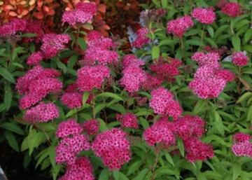 Spiraea japonica Dart s Red / Rózsaszín virágú japán gyöngyvessző