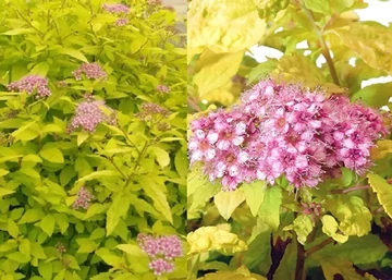 Spiraea japonica Goldmound / Aranylombú japán gyöngyvessző