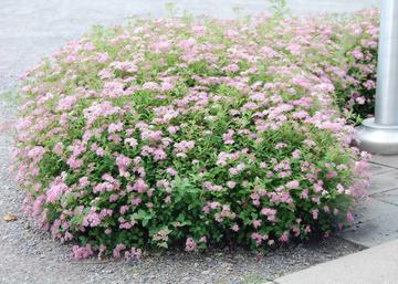 Spiraea japonica Little Princess / Rózsaszín törpe gyöngyvessző