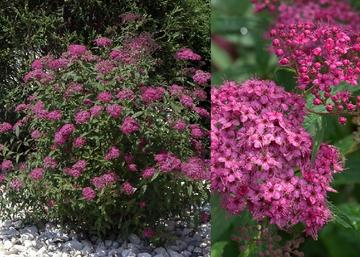 Spiraea japonica Neon Flash / Japán gyöngyvessző