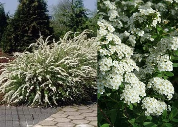 Spiraea nipponica June Bride / Nipponi gyöngyvessző