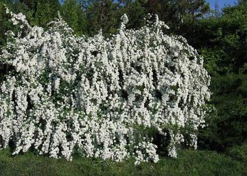 Spiraea vanhouttei / Kerti gyöngyvessző