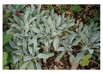Stachys byzantina Silky Fleece / Gyapjas tisztesfű (Nyuszifül)