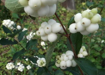 Symphoricarpos albus / Fehér hóbogyó