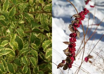 Symphoricarpos orbiculatus Variegatus / Tarkalevelű piros hóbogyó