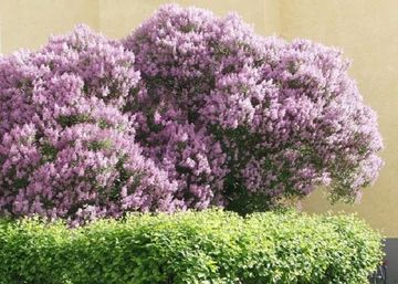 Syringa josikaea / Jósika orgona
