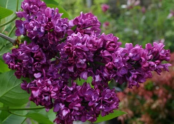Syringa vulgaris Charles joly / Bíborlila orgona