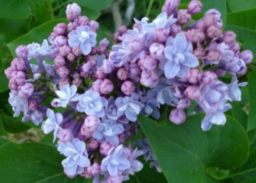 Syringa vulgaris Nadeshda / Kék orgona