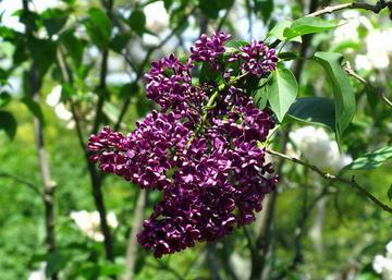 Syringa vulgaris Sarah Sands / Sötétbíbor orgona