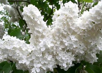 Syringa vulgaris Madame florent stepman / Fehér orgona