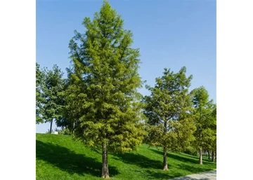 Taxodium distichum / Amerikai mocsáriciprus