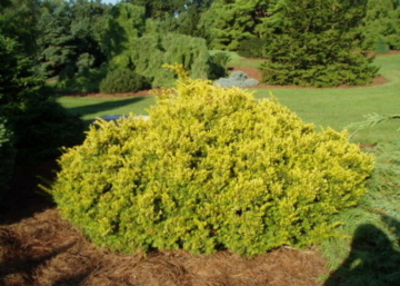 Taxus baccata Repandens Aurea / Sárga terülő tiszafa