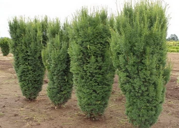 Taxus media Hicksii / Oszlopos tiszafa