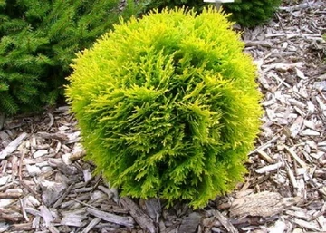 Thuja Occidentalis Danica Aurea / Törpe sárga nyugati tuja