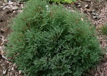 Thuja occidentalis Ericoides / Ericoides nyugati tuja