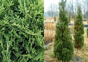 Thuja occidentalis Holmstrup / Holmstrup Oszlopos tuja