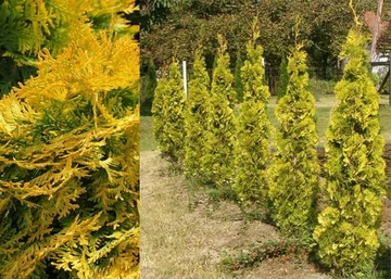 Thuja occidentalis Holmstrup Yellow / Arany Oszlopos tuja