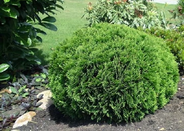 Thuja occidentalis Kobold / Törpe gömb tuja