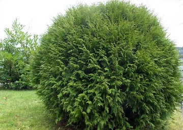 Thuja occidentalis Little champion / Törpe gömb nyugati tuja