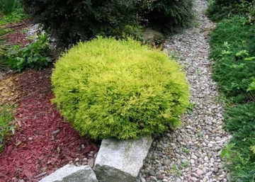 Thuja occidentalis Rheingold / Rheingold nyugati tuja
