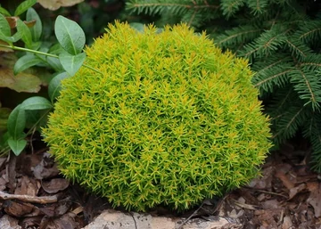 Thuja occidentalis Teddy Gold / Teddy törpe arany gömbtuja